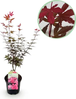 Produktbild von Japanischer Ahorn Acer palmatum 'Skeeter's Broom' Lila Ø19cm 70cm winterhart