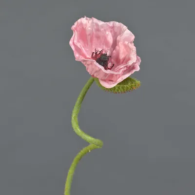 Produktbild von artplants.de Kunstblume Mohnblume ANKANG, rosa, 70 cm - Künstlicher Blumenzweig