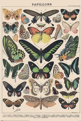Immagine prodotto di Millot Papillon - Poster 61x91,5 cm