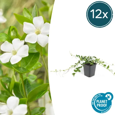 Produktbild von Bodendecker - Kleines Immergrün - Vinca minor 'Alba' - weißblühend - 9cm Topf - Set mit 12 Pflanzen