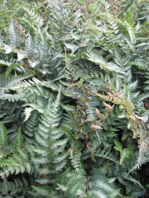 Produktbild von Brokatfarn Metallicum - Athyrium niponicum - sommergrüne Pflanze