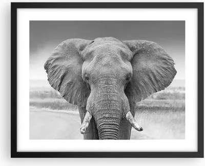 Produktbild von Gerahmtes Poster - Schwarzer Rahmen - Elefant Afrika Tier - 50x40 cm - Wand Bild - Wanddeko - Wandbilder - Kunstposter - Wandposter - Bilderrahmen - Bilder - Kunstdruck - P2BAA50x40-5072