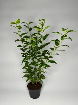 Produktbild von 20 Stück, 50-60cm, Topf 2L, Portugiesischer Kirschlorbeer Prunus lusitanica Angustifolia