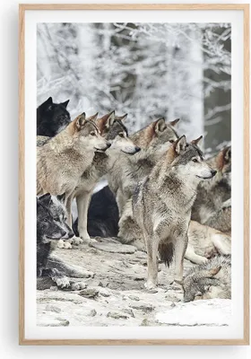 Produktbild von Gerahmtes Poster - Rahmen in heller Eiche - Rudel Wölfe Winter - 61x91,5 cm - Wand Bild - Wanddeko - Wandbilder - Wandposter - Bilderrahmen - Bilder - Kunstdruck - Wandbild - P2NPA61x91-4357