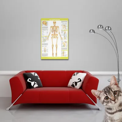 Produktbild von Educational - Bildung - Poster - Chartex - Skeleton + 1 Packung tesa Powerstrips® - Inhalt 20 Stück