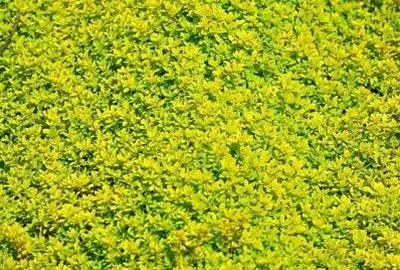 Image de 6 x Thymus citr. 'Aureus' - Thym - Pot 9 x 9 cm