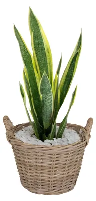 Produktbild von Mega Collections Pflanzen-/blumenkorb Levi - Rattan - natur - 30x23 cm - Pflanzgefas fur drausen