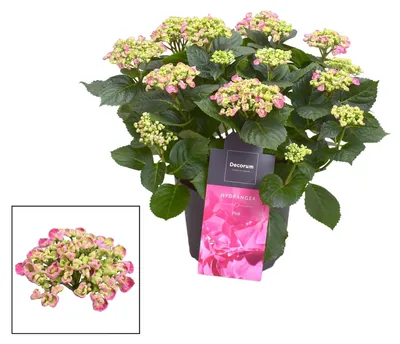 Produktbild von Hortensie Curly Wurly Rosa, rosa blühende Gartenpflanze mit 9-15 Blütenköpfen