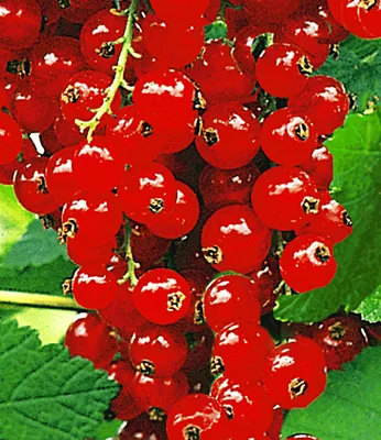 Produktbild von BALDUR Garten 1x Johannisbeere 'Rote Rovada', Pflanze im 2 Liter-Topf, Ribes rubrum, Johannisbeerstrauch, Beerenobst winterhart, mehrjährig, pflegeleicht, reiche Ernte an essbaren Früchten