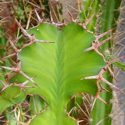 Zdjęcie produktu dla Euforbia wielkorogowa (Euphorbia grandicornis)  – 10 nasion