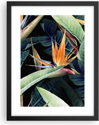 Produktbild von Gerahmtes Poster - Schwarzer Rahmen - Pflanze Tropisch Blume - 30x40 cm - Wand Bild - Wanddeko - Wandbilder - Kunstposter - Wandposter - Bilderrahmen - Bilder - Kunstdruck - P2BPA30x40-5093