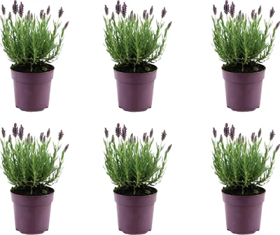 Produktbild von 6x Lavandula Stoechas Anouk P10,5 H15