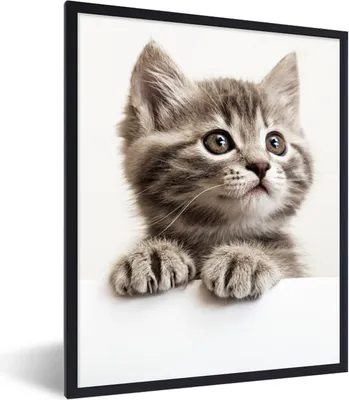 Produktbild von MuchoWow® Gerahmtes Poster Katze - Grau - Tiere 60x80 cm - Poster mit Schwarzem Bilderrahmen Wandposter Rahmen Foto Bilder - Premium - Wanddeko Wohnzimmer