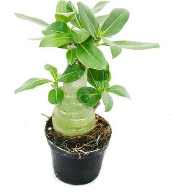 Zdjęcie produktu dla Mala róza pustynna, Adenium, zaskakujacy kolor, doniczka 9 cm