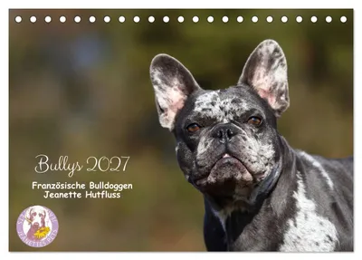Produktbild von Bullys - Französische Bulldoggen 2027 (Tischkalender 2027 DIN A5 quer), CALVENDO Monatskalender