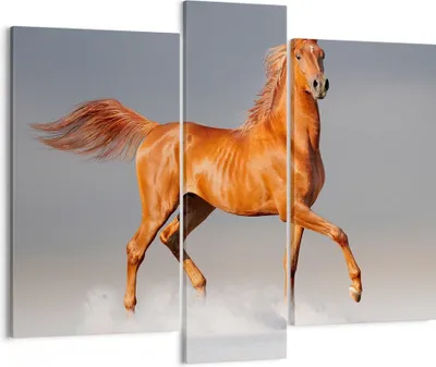 Produktbild von Bild auf Leinwand - Leinwandbild - Tiere Pferd Galopp Geschwindigkeit - 95x80cm - Wand Bild - Wanddeko - Leinwanddruck - Bilder - Kunstdruck - Leinwand bilder - Wandkunst - CB95x80-2590