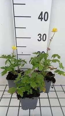 Produktbild von 6 x  Trollius europaeus - Trollblume - Topf 9 x 9 cm