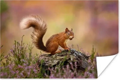 Produktbild von MuchoWow® Poster Holz - Eichhörnchen - Blumen 120x80 cm - Bilder