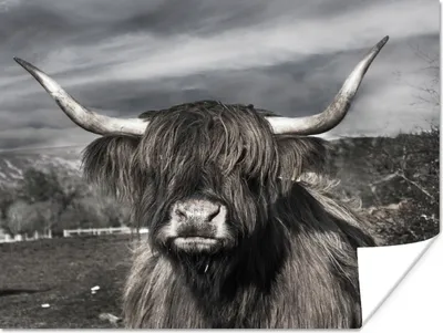 Produktbild von MuchoWow® Poster Schottischer Highlander - Tiere - Hörner 160x120 cm - Foto Plakat