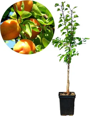 Produktbild von Set mit 3 exotischen Obstbäumen – 1 Aprikose, 1 Pfirsich, 1 Khaki – Höhe 100 cm – 5-Liter-Topf