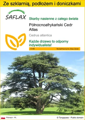 Zdjęcie produktu dla SAFLAX - Zestaw do uprawy - Północnoafrykański Cedr Atlas - 20 Nasiona - Z mini szklarnią, podłożem uprawowym i 2 doniczkami - Cedrus atlantica