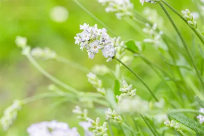 Produktbild von Lavandula angustifolia 'Hidcote White', Lavendel, weiß, ca. 9x9 cm Topf