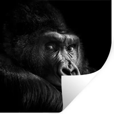 Produktbild von MuchoWow® Wandtattoo Wandsticker Wandaufkleber Gorilla - Affe - Schwarz - Weiß - Porträt 30x30 cm Selbstklebend und Repositionierbar - Repositionierbar - Wasser abweisend