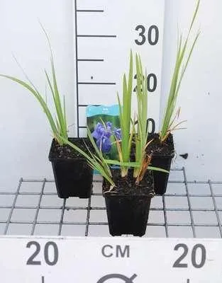 Obrázek produktu pro 6 x Iris laevigata - Kosatec hladkolistý - květináč 9 x 9 cm