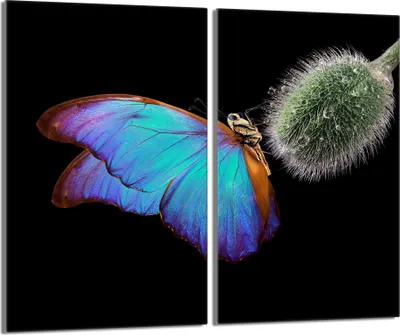 Produktbild von Glasschutzplatte für den Herd 2x30x52 Butterfly