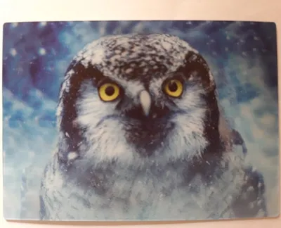 Produktbild von 3 D Ansichtskarte Eule, Eulenkopf, Postkarte Wackelkarte Hologrammkarte, Vogel Tier