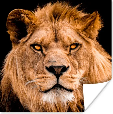 Produktbild von MuchoWow® Poster Löwe - Porträt - Schwarz 75x75 cm - Wand Dekoration