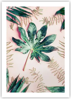 Produktbild von Poster - Poster ohne Rahmen - Blatt Tropisch Palme - 50x70 cm - Wand Bild - Wanddeko - Wandbilder - Kunstposter - Wandposter - Bilder - Kunstdruck - Wanddekoration - Wandbild - P2XPA50x70-4314