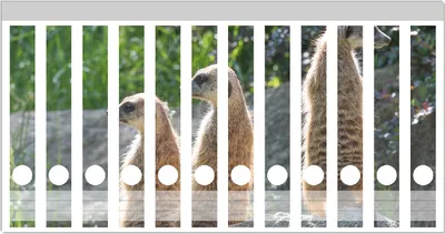 Produktbild von Wallario Ordnerrücken Sticker, selbstklebend für schmale Ordner, 12 Stück, Motiv Erdmännchen im Sonnenschein