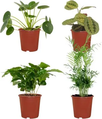 Produktbild von Tierfreundliches Pflanzenset 4 Zimmerpflanzen im Mix Ø12cm Höhe 20 40cm Deko