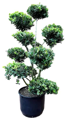 Produktbild von Japanischer Ilex Gartenbonsai 150–160 cm – immergrüner Bonsai - winterhart – Buchsbaum Alternative
