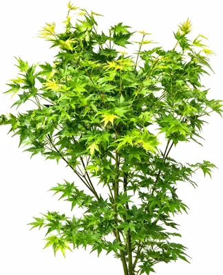 Produktbild von Japanischer Fächerahorn Acer Palmatum Going green 80 - 100 cm Ahorn