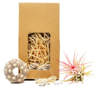 Produktbild von Gardners Medusa "Selbst gestalten" SPUTNIK mit Tillandsia Ionantha rot