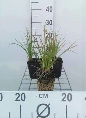Produktbild von 6 x  Kniphofia hybr. 'Little Maid' - Fackellilie - Topf 9 x 9 cm