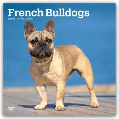 Produktbild von French Bulldogs - Französische Bulldogge 2027 - 16-Monatskalender