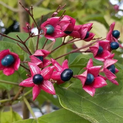 Obrázok produktu pre Losbaum - Clerodendrum trichotomum | 40-50 cm v nádobe