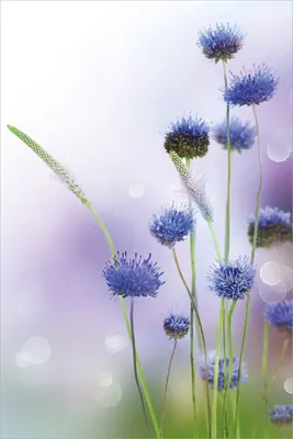 Produktbild von Wallario Poster - Abstrakte lila Blume, Kunstdruck Größe: 61 x 91,50 cm