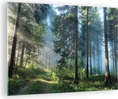 Produktbild von Bilder auf glas - Einteilig - Wald Dämmerung die Sonne - 70x50cm - Glasbilder - Wandbilder - Bilder - zum Aufhängen bereit - Wanddekoration aus Glas - Glas Bilder - Wandbild auf Glas - GAA70x50-4398