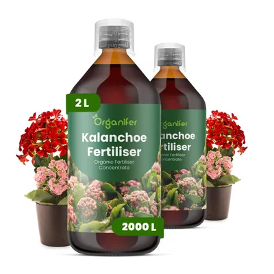Obrázok produktu pre Kalanchoe, tekuté hnojivo, 2x 1 liter – vzorec NPK 2-1-8 – pre sukulenty – podporuje dlhotrvajúce kvitnutie a silné korene – organické