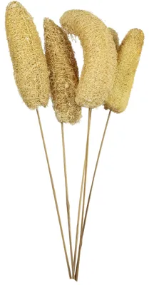 Produktbild von Luffa-Kopf am Stiel - 5 Stück - Poly - natur