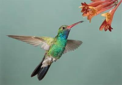 Produktbild von 3 D Ansichtskarte Kolibri, Vogel Postkarte Wackelkarte Hologrammkarte Tiere Kolibris