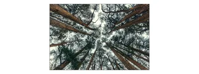 Produktbild von Muralo Fototapete Wald 315 (B) x 210 (H) cm Vlies Tapete Wandtapeten Bäume Optik Himmel Wohnzimmer Schlafzimmer moderne Wandbilder XXL Landschaft Panorama Wand Dekoration