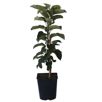 Produktbild von Arbat ® Säulenapfel robuster schorfresistenter süßer Apfel 60- 80 cm im 5 Liter Topf Unterlage M7