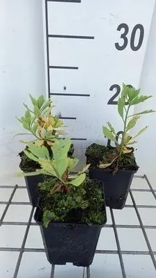 Produktbild von 6 x  Romneya coulteri - Romneya - Topf 9 x 9 cm