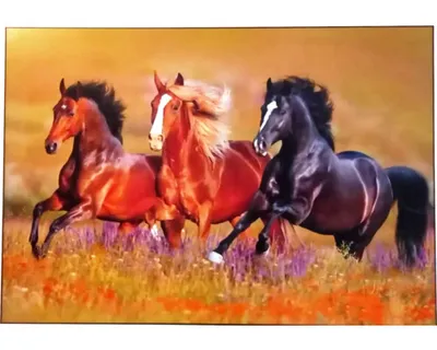 Obrázek produktu pro Moderní obraz putframe 70x100 cm Koně