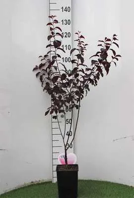 Zdjęcie produktu dla Prunus cer. 'Nigra' - Śliwa krwista 60-80 cm - Pojemnik